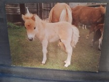 Miniature Shetland foal The Dorset Heavy Horse Centre 26769