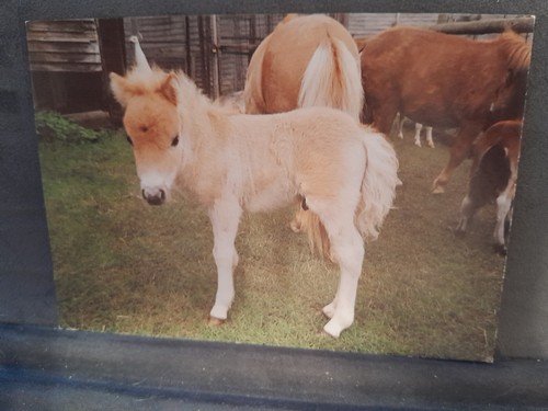 Miniature shetland foal - miniature,