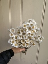 cottage Daist flowers dried