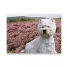 West Highland Terrier