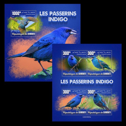 Indigo bunting birds - bunting,
