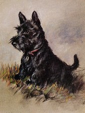SCOTTISH TERRIER CHARMING