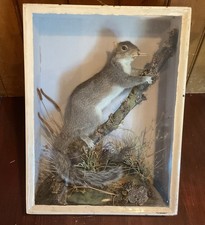 Vintage Taxidermy Grey