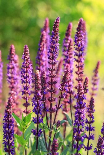 Salvia nemorosa cardonna - salvia,