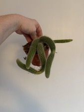 Hildewintera Colademononis