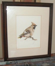 Original Watercolour Painting of Waxwing Bird Framed and Signed David MacKenzie 