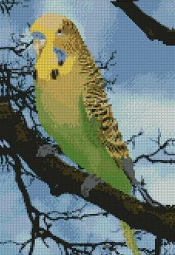 Green budgerigar budgie - budgie, cross