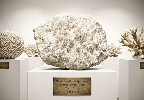 Giant fossilised natural - giant,