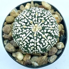 Astrophytum asterias