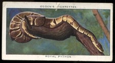 Tobacco Card, Ogdens, ZOO STUDIES, 1937, Royal Python, #36