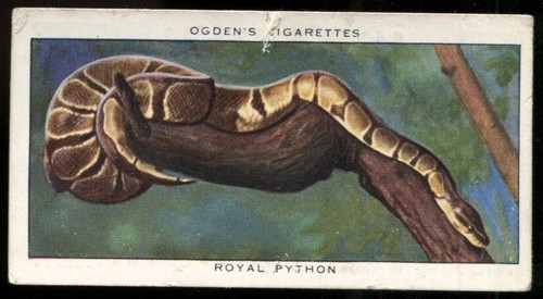 Tobacco card ogdens zoo - ogdens,,