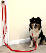 Long dog training lead, multi