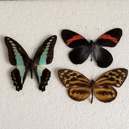Entomology butterfly specimen - butterfly,