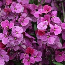 PICK & MIX ERYSIMUM Premium