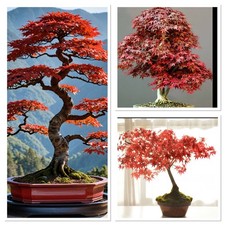 Red Purple Japanese Maple 2 years old bonsai starter. Incredible autumn colour!
