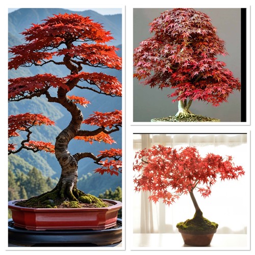 Red purple japanese - red, maple