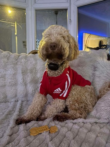 Dog tracksuit top - dog,