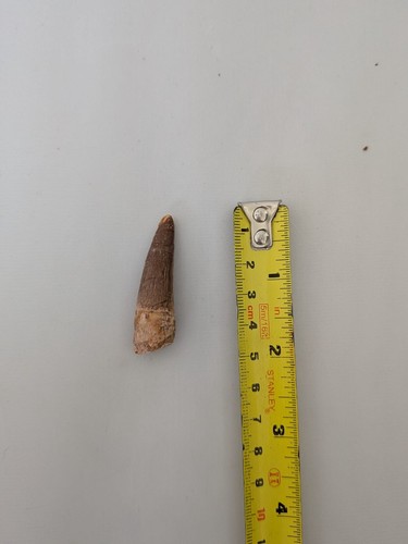 Spinosaur dinosaur tooth real - dinosaur,