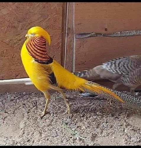 Yellow pheasant hatching - 6, egg