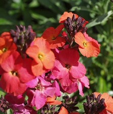 Erysimum Winter Orchid ex 9cm