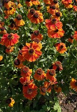 6 HELENIUM AUTUMNALE 'HELENA RED SHADES' MEDIUM PLUG PLANTS - Hardy Perennial