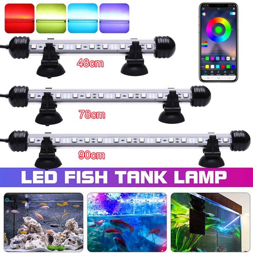 Aquarium fish tank - aquarium,