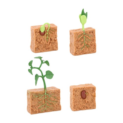 Life cycle green plant gift - of,