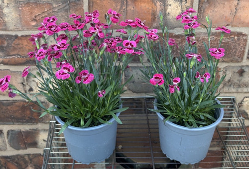Large pot dianthus - x, carmine