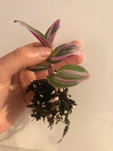 Tradescantia nanouk - tradescantia, ‘