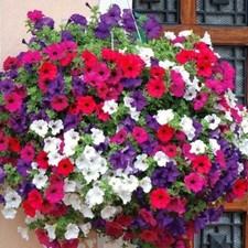 Petunia Balcony Mixed Seeds - 750 Seeds - Grow Your Own Flowers Baskets 