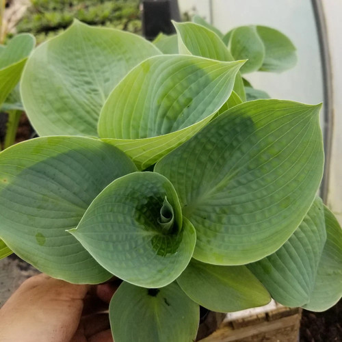 Hosta love pat - 'love, |