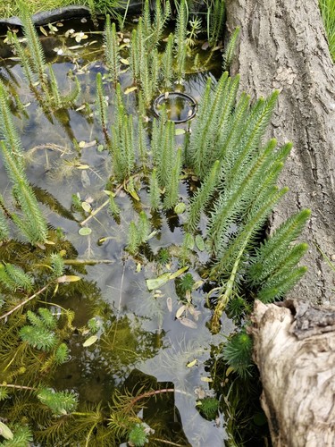 Hippuris vulgaris oxygenating - hippuris,