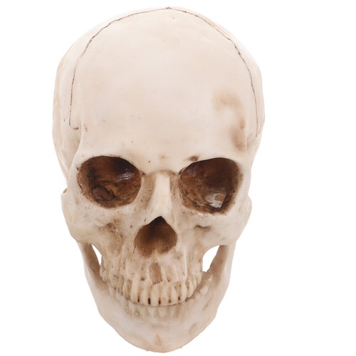Sculls heads model - heads, medical