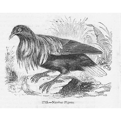 Birds nicobar pigeon antique - pigeon,