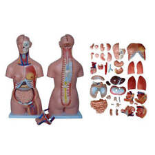 66fit™ Anatomical Torso - 40 Parts - 85cm - Medical Training Aid