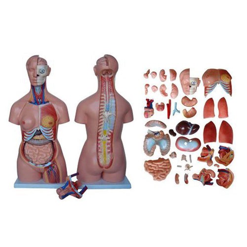 66fit anatomical torso 40 - anatomical,