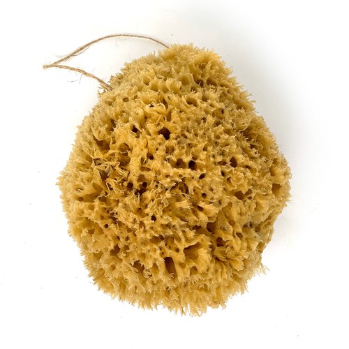 17cm extra large natural - 14-17cm,
