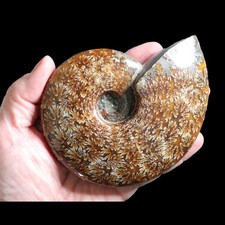 A Grade Polished Ammonite –