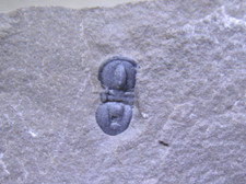Cambrian Itagnostus Peronopsis