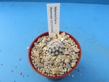 MAMMILLARIA THERESAE GCG12504 1.6CM CACTUS PLANT