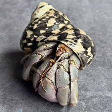 Taxidermy land hermit - taxidermy, crab