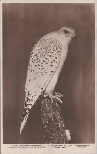 Greenland falcon bird prey - greenland,