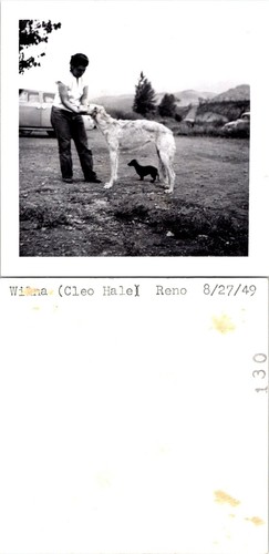 1949 borzoi russian - borzoi,