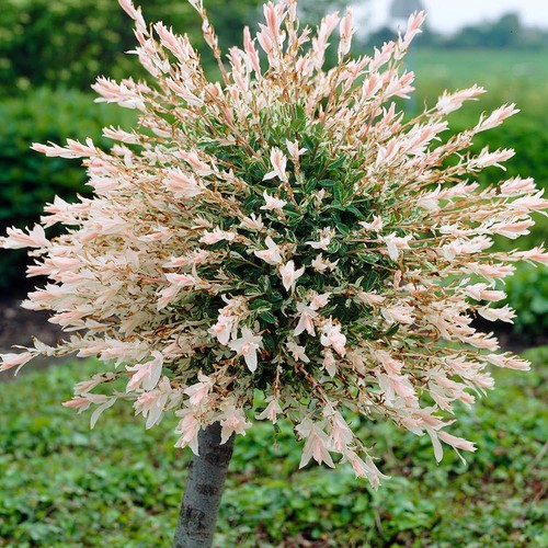 Salix flamingo 90cm - salix, 70-90cm