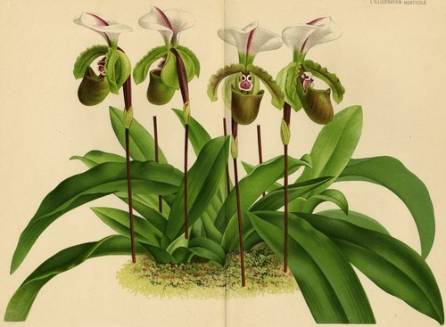 Cypripedium spicerianum flower - spicerianum,