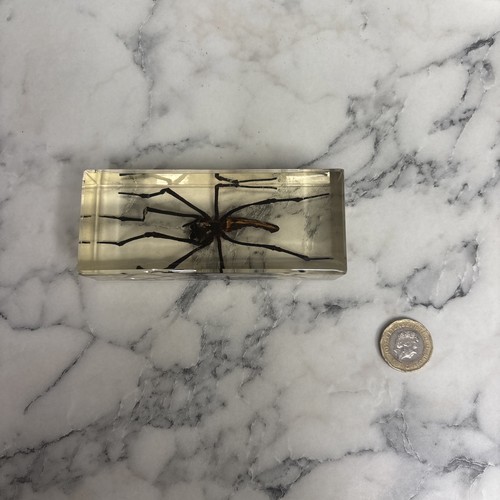 National geographic bugs - geographic,