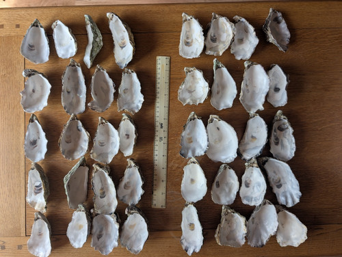 Oyster shells cup part - oyster,