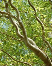 Curly willow trees, scarlet curls, contorted willow.