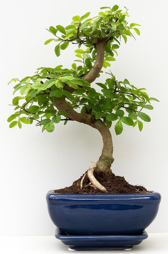 Bonsai tree chinese elm - bonsai,