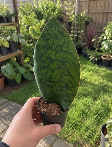 Sansevieria whale fin - sansevieria,